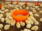 COMEDERO TOLVA PARA POLLITO BEBES